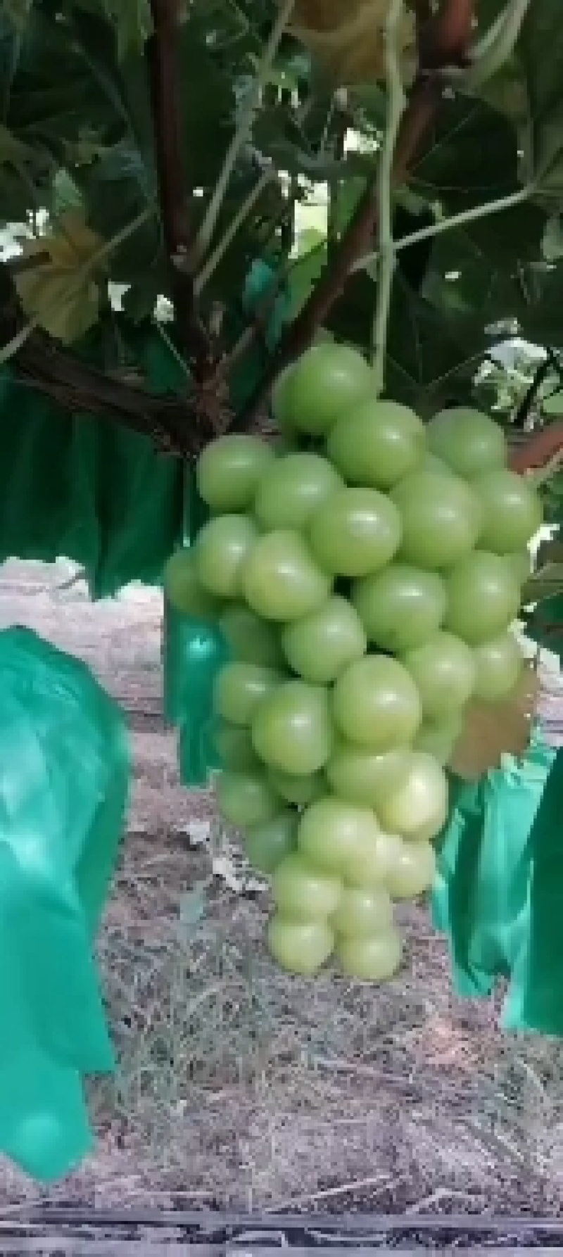 陕西眉扶阳光玫瑰葡萄冷库果