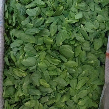 豌豆尖