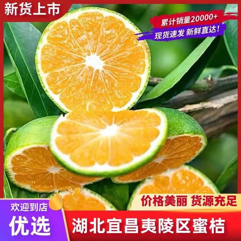 湖北蜜桔宜昌特早蜜橘精品蜜橘个头大，皮薄多汁，果型漂亮