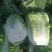 黄心菜白菜净菜4~6斤有需要的客户联系我，