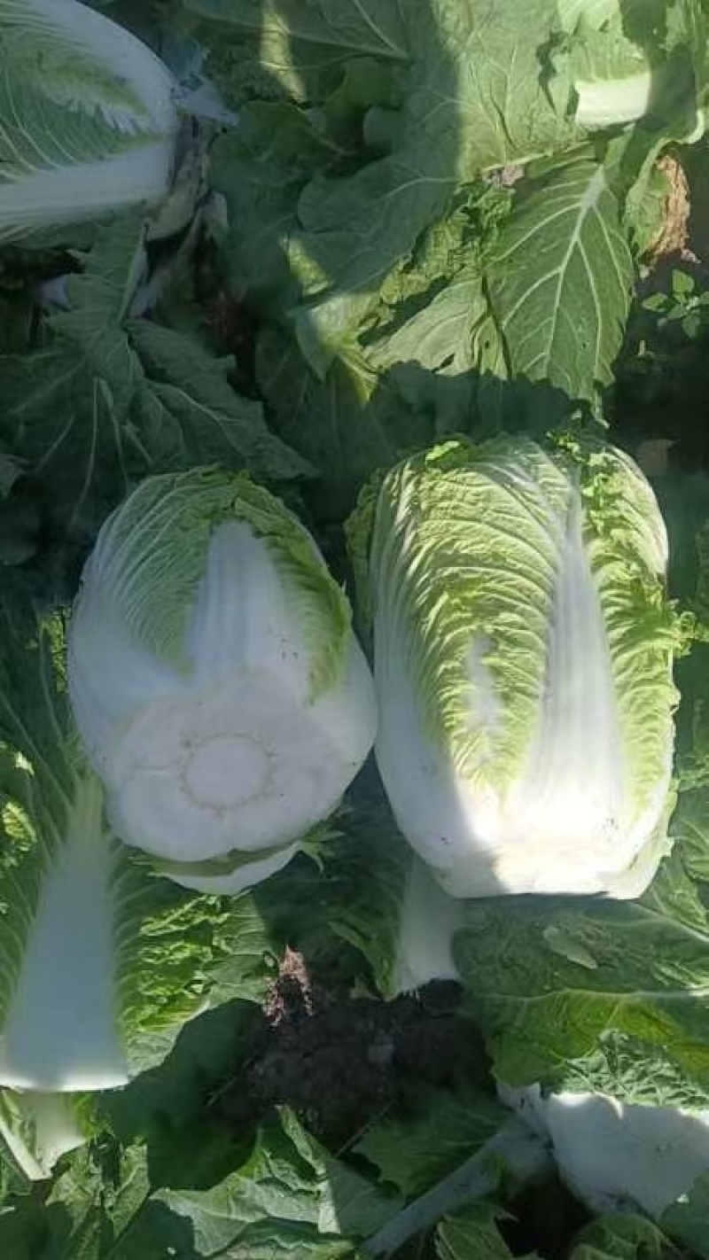 黄心菜白菜净菜4~6斤有需要的客户联系我，