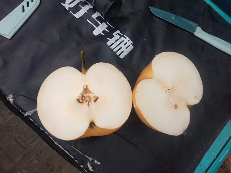 秋月梨大量上市香甜多汁量大质优可视频看货