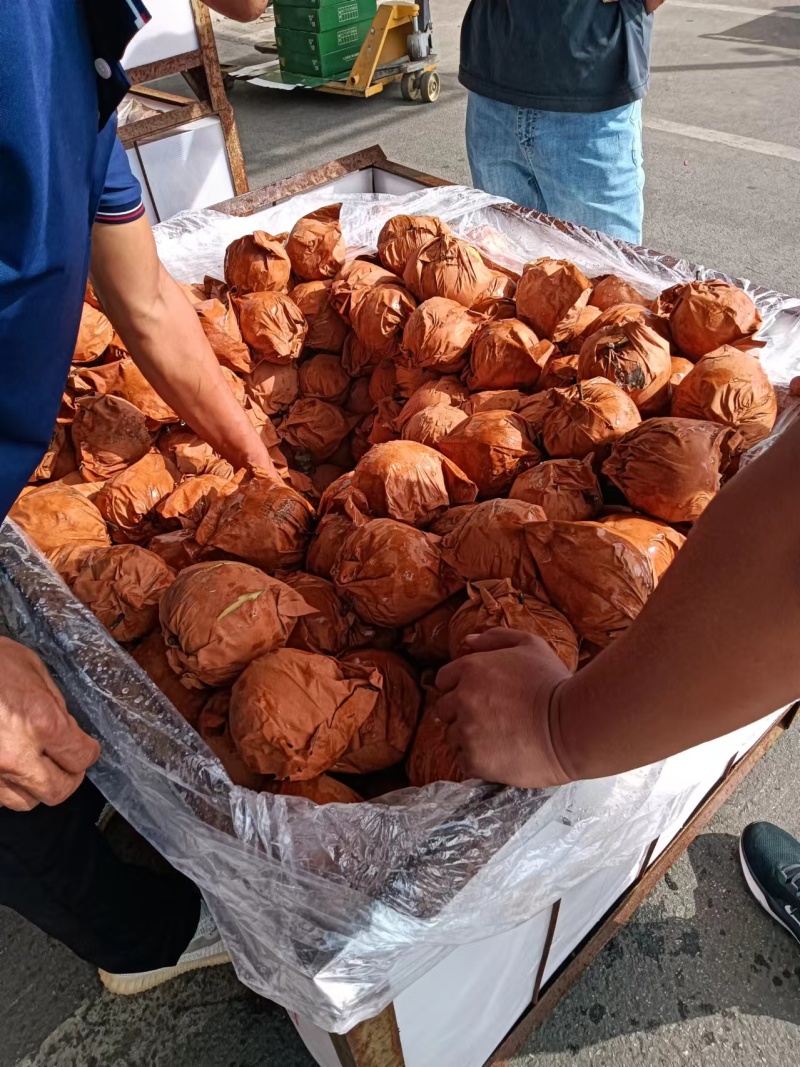 秋月梨大量上市香甜多汁量大质优可视频看货