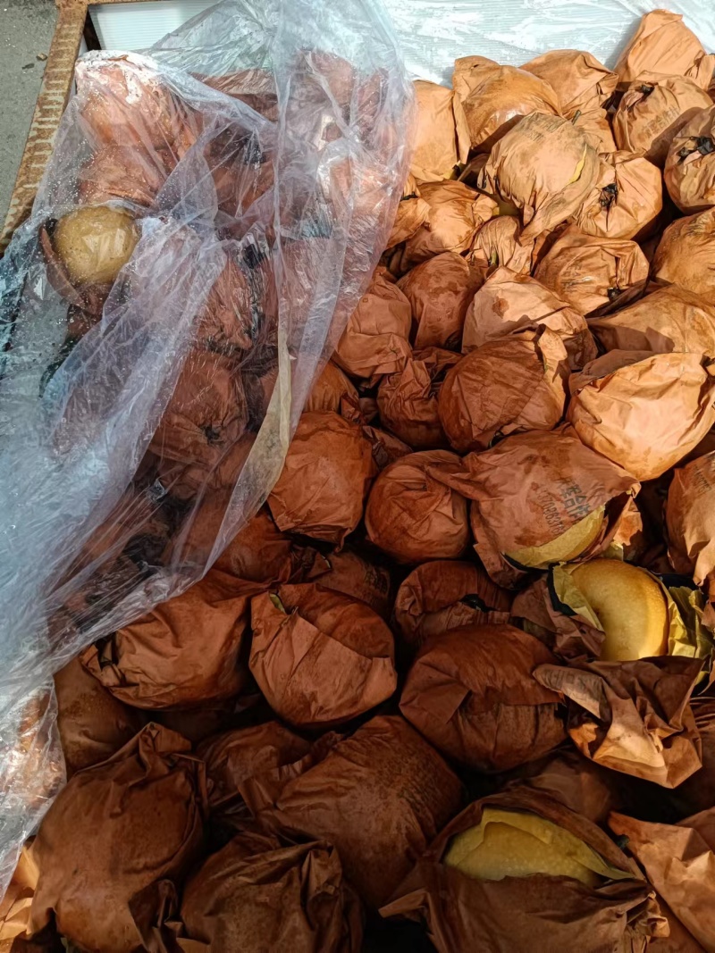 秋月梨大量上市香甜多汁量大质优可视频看货