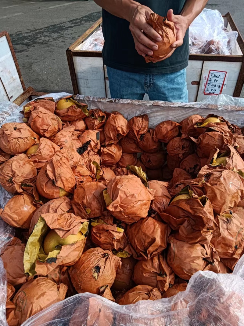 秋月梨大量上市香甜多汁量大质优可视频看货
