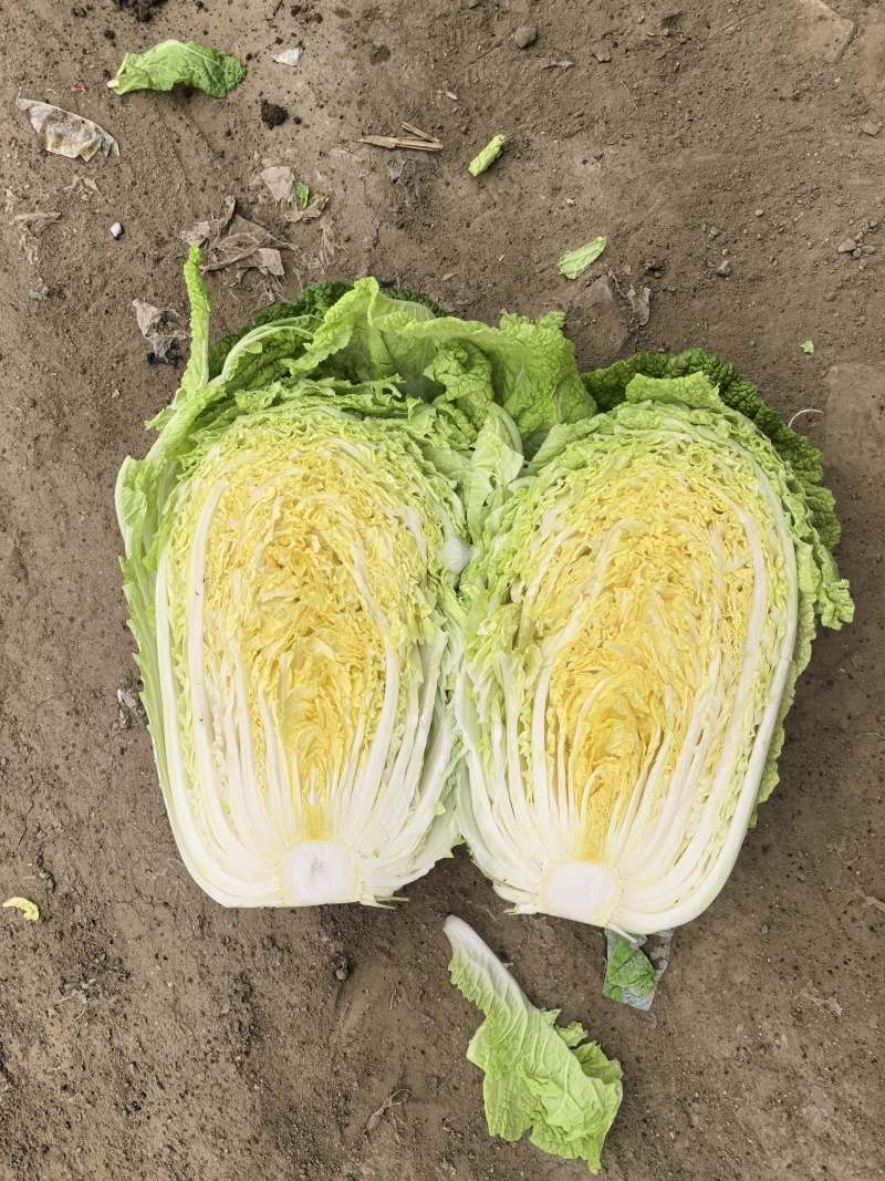 北京新三号白菜大量供应中