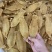 刺花赤嘴条