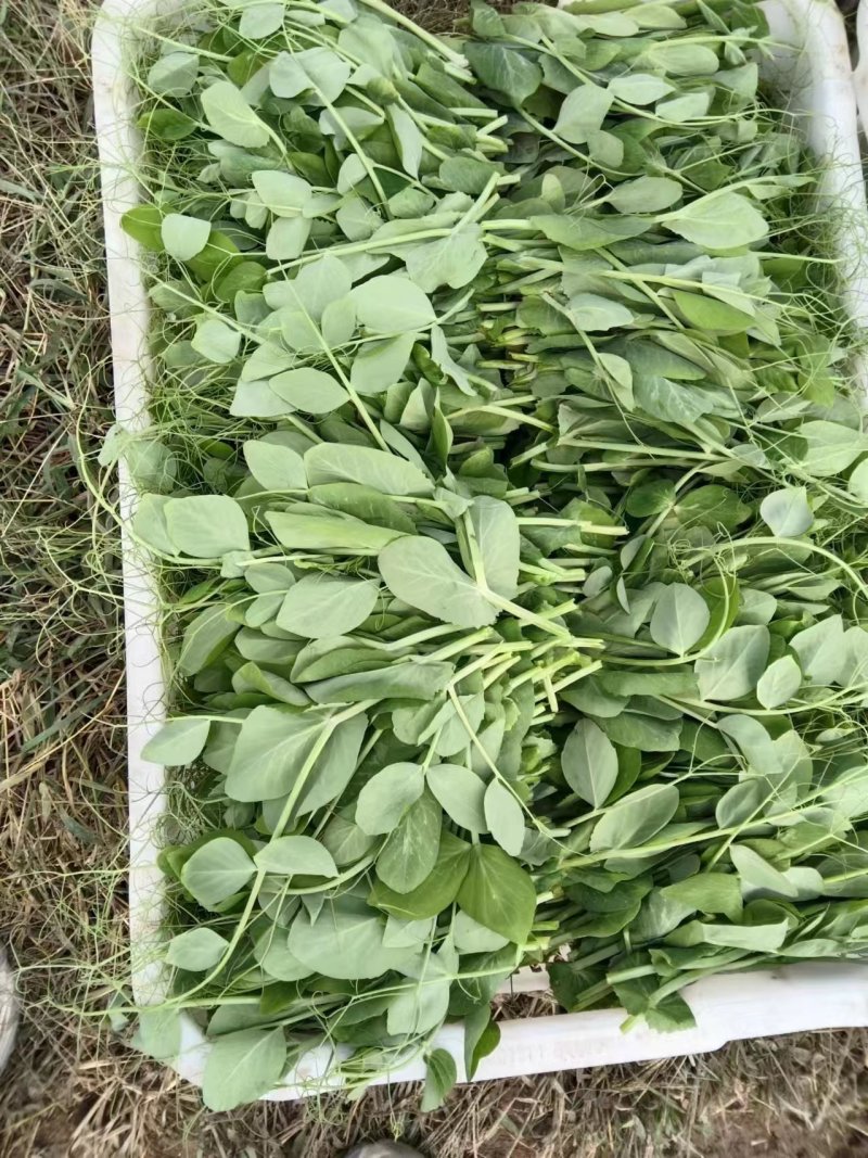 豌豆尖新鲜豌豆尖全国新鲜发货