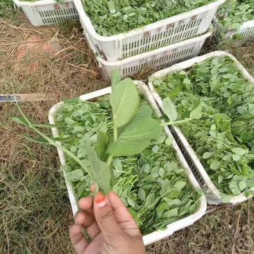 豌豆尖新鲜豌豆尖全国新鲜发货