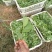 豌豆尖新鲜豌豆尖全国新鲜发货