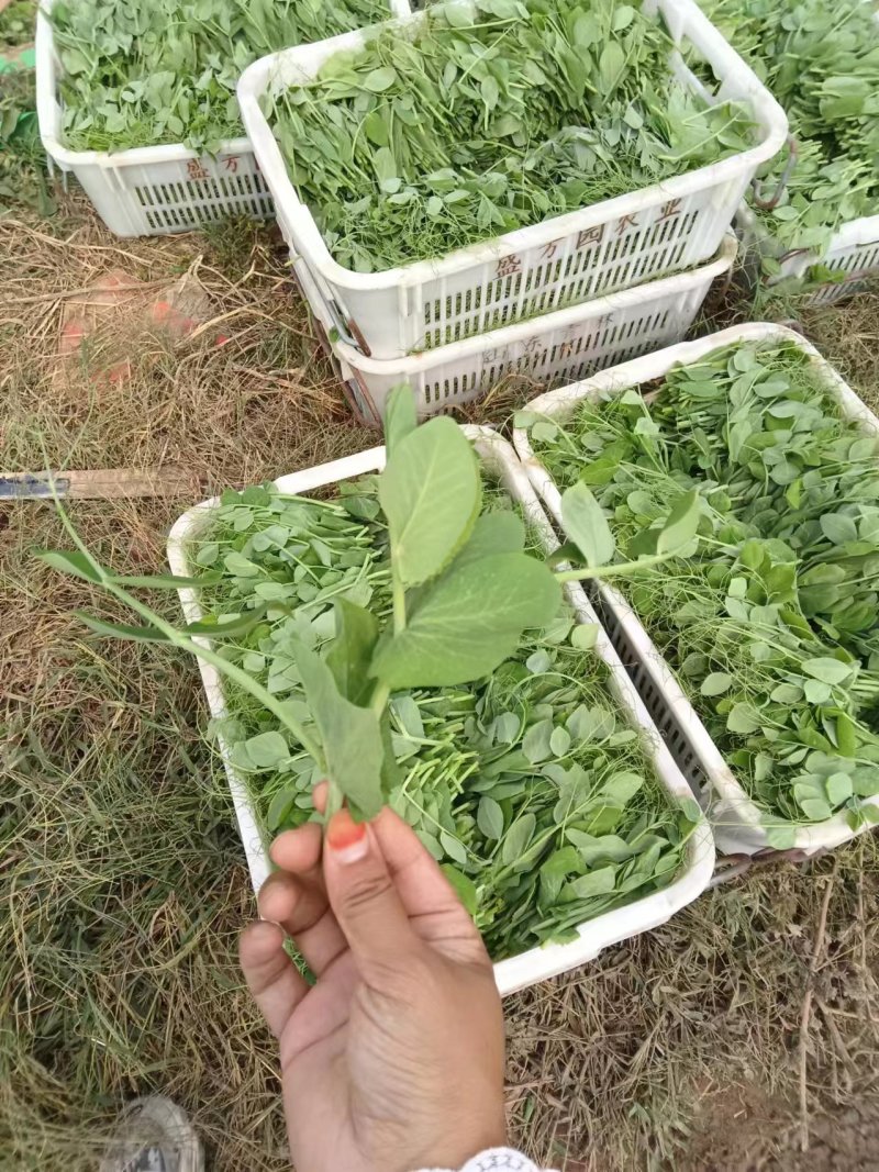 豌豆尖新鲜豌豆尖全国新鲜发货