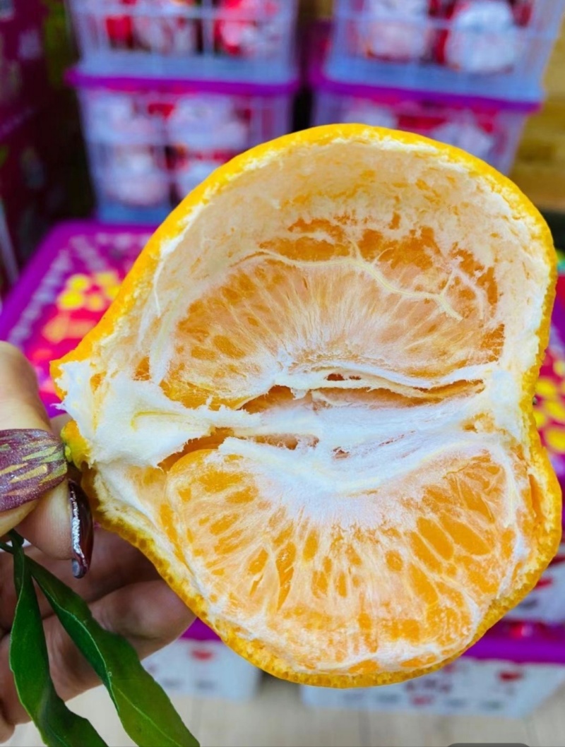 丑桔/大炮果假丑八怪/不知火/耙耙柑/基地直供