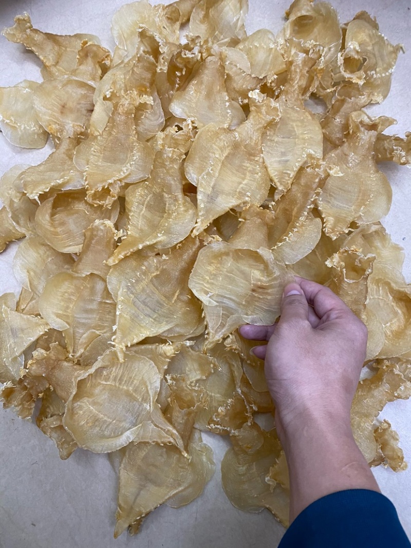 刺花赤嘴母鱼胶花胶