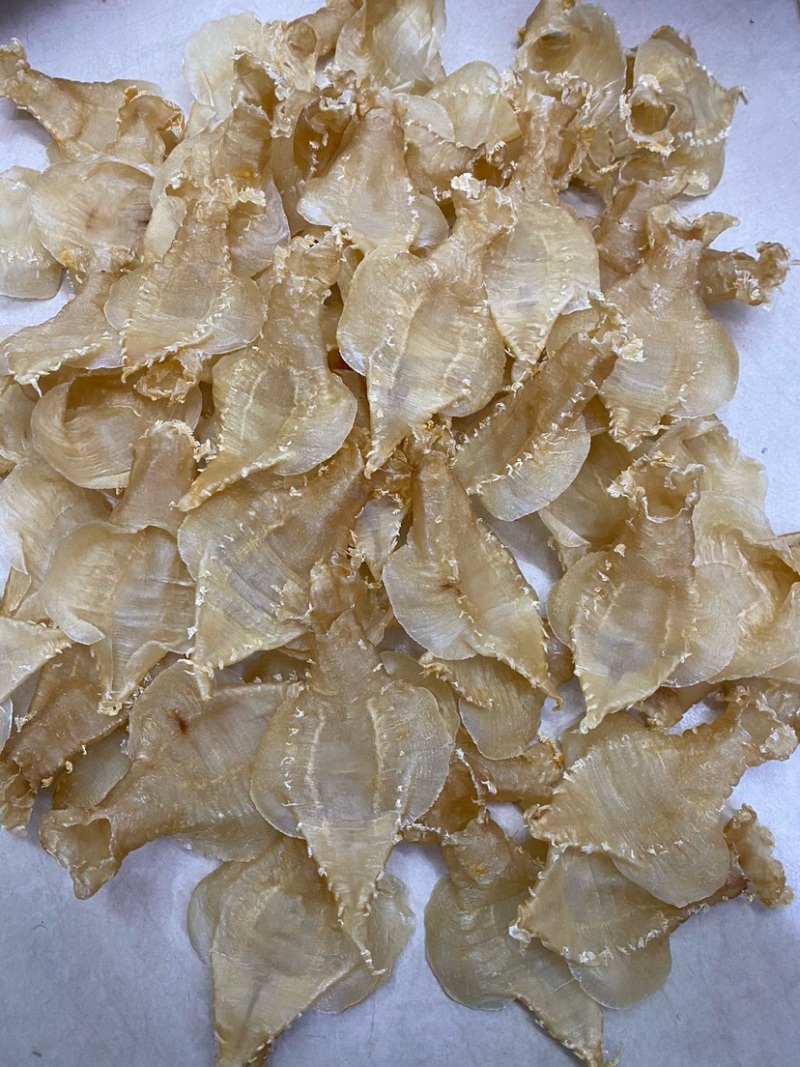 刺花赤嘴母鱼胶花胶