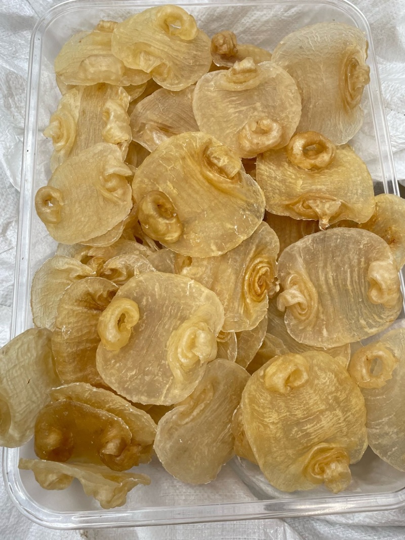 白鳘赤嘴鱼胶花胶