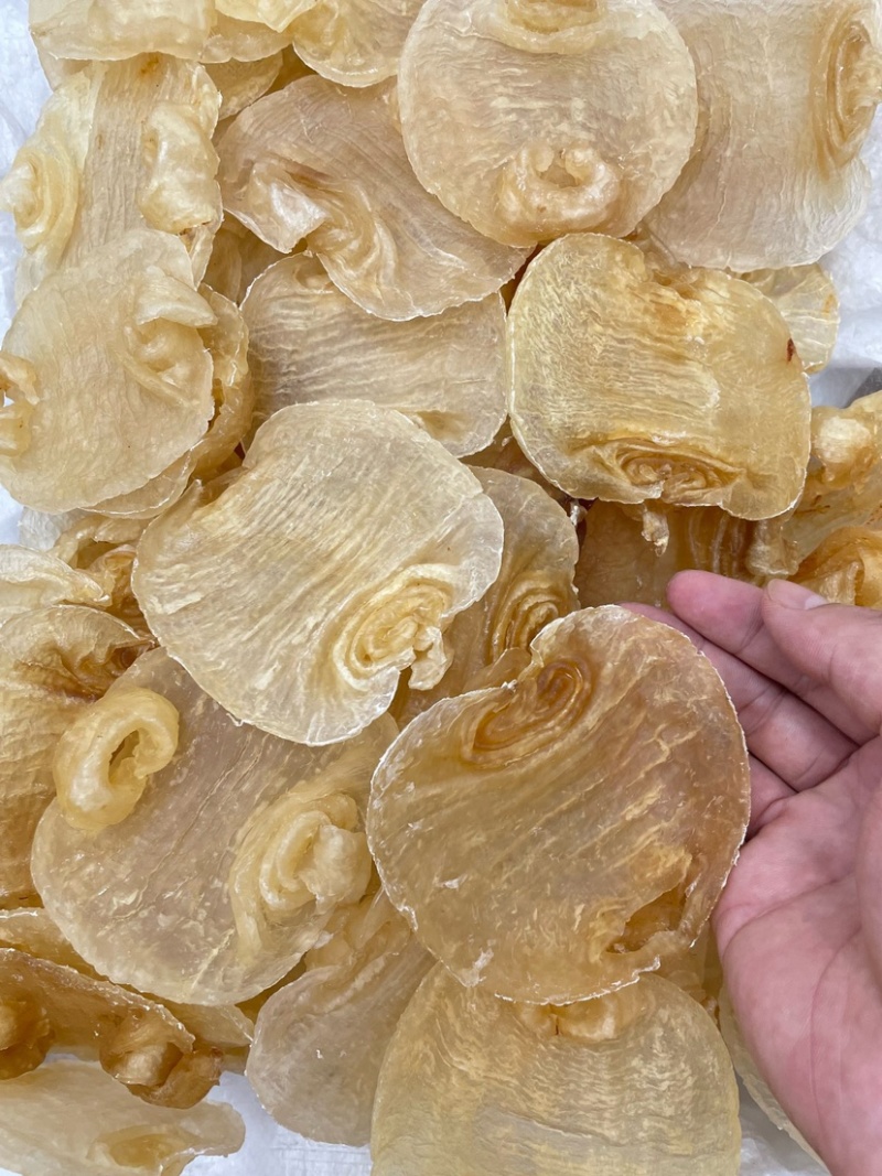 白鳘赤嘴鱼胶花胶