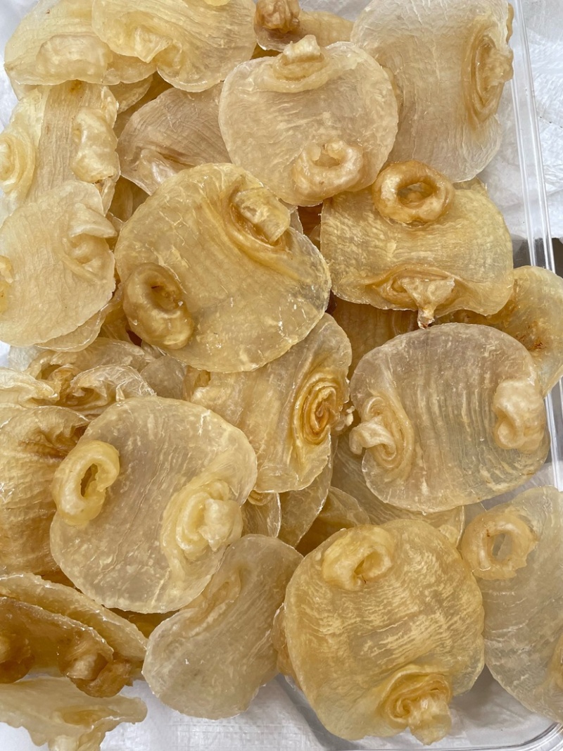 白鳘赤嘴鱼胶花胶