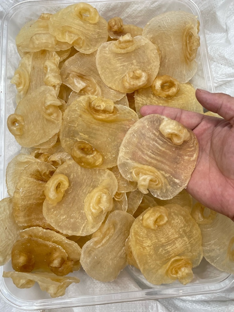 白鳘赤嘴鱼胶花胶