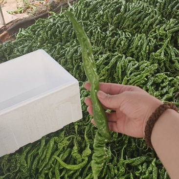 螺丝椒