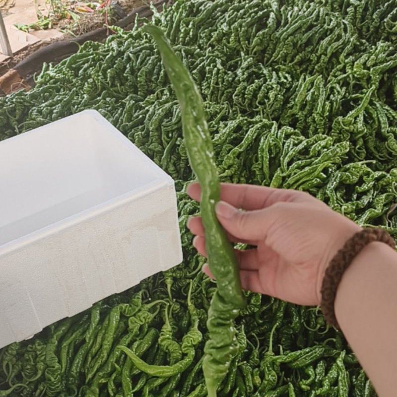 螺丝椒