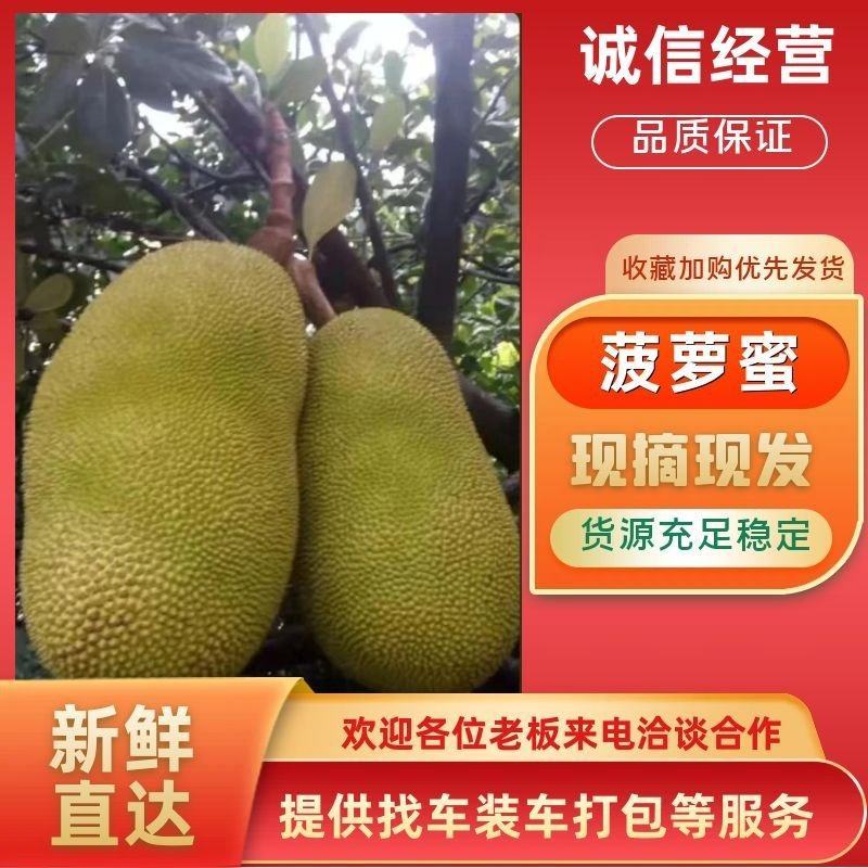 【推荐】云南热带泰八菠萝蜜，现打现发，大量上市