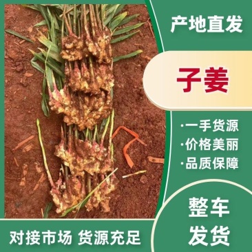 【推荐】湖南二号，生姜，大量上市现挖现发