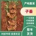 【推荐】湖南二号，生姜，大量上市现挖现发