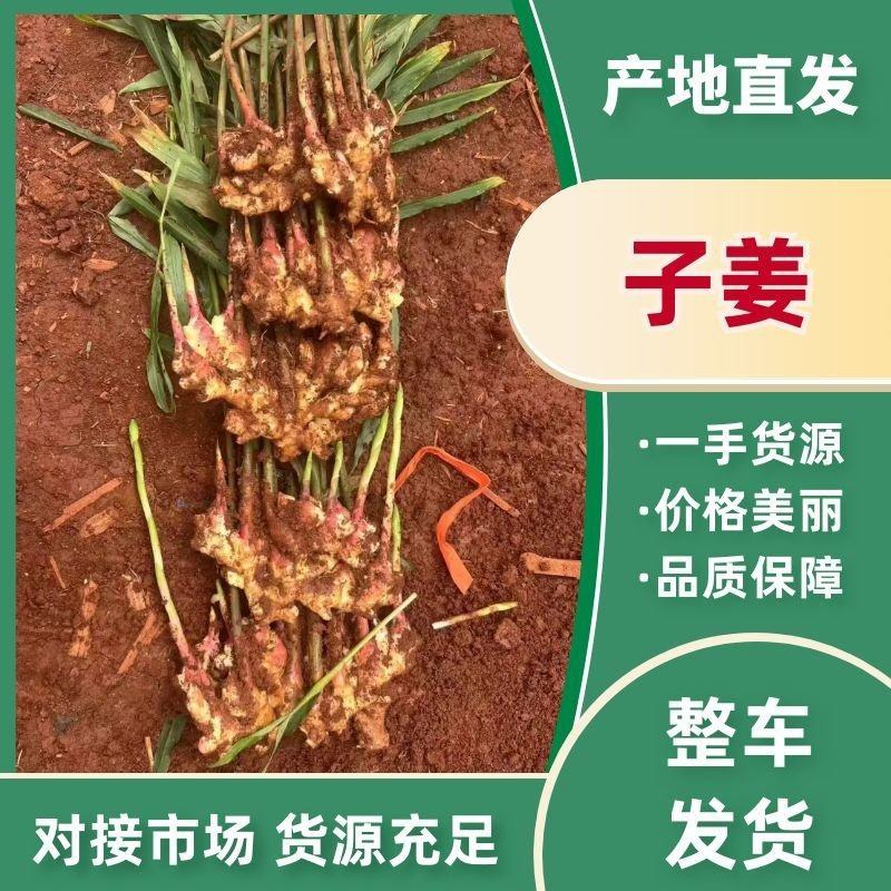 【推荐】湖南二号，生姜，大量上市现挖现发