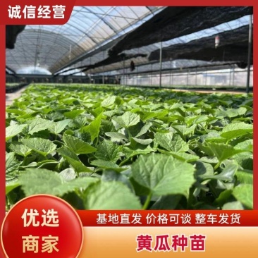 博金186保证品质成活率高提供技术指导