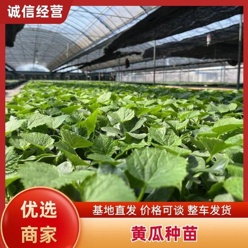 博金186保证品质成活率高提供技术指导
