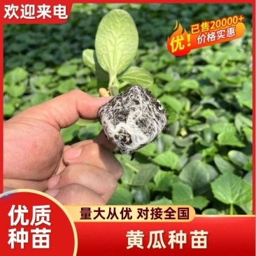精品黄瓜种苗德瑞特系列保证品质成活率高对接全国