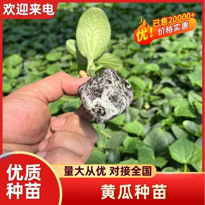 精品黄瓜种苗德瑞特系列保证品质成活率高对接全国