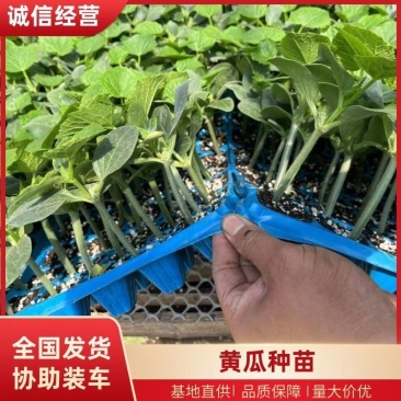 黄瓜种苗博金2316货源充足提供技术指导