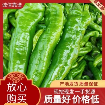 301泡椒万亩基地现摘现采产地直发电商商超**