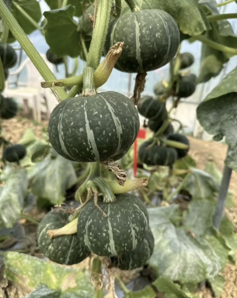三色栗栗贝贝南瓜粉糯香甜产地直发量大优惠品质保证