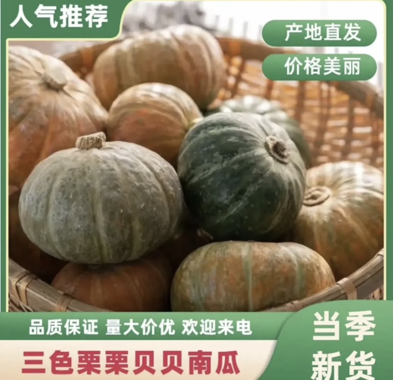 三色栗栗贝贝南瓜粉糯香甜产地直发量大优惠品质保证