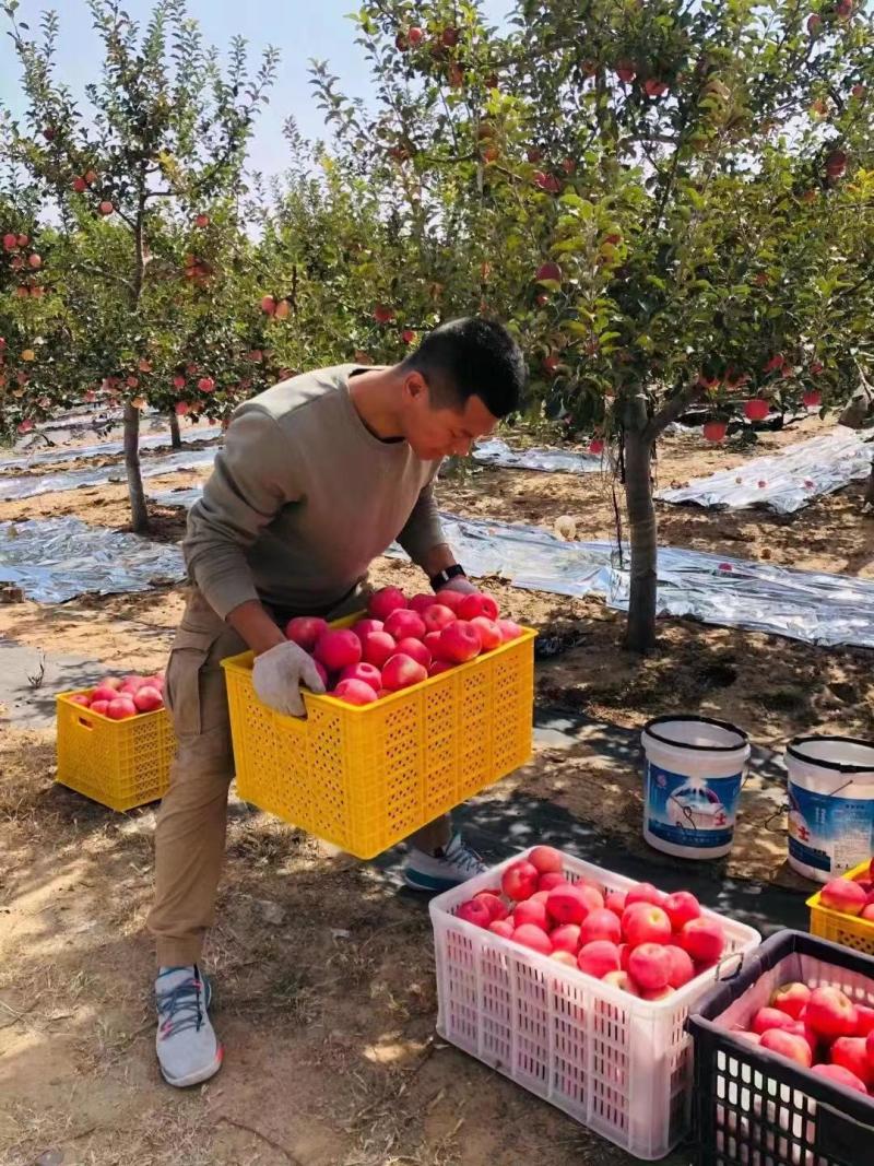 【红富士苹果】产地直发品质保证个头均匀包熟包甜质优价廉