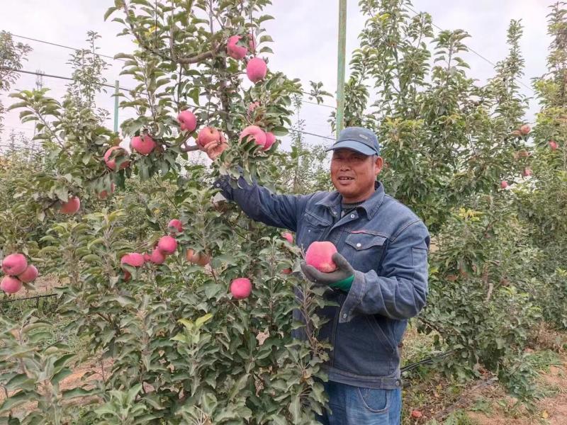 【红富士苹果】产地直发品质保证个头均匀包熟包甜质优价廉