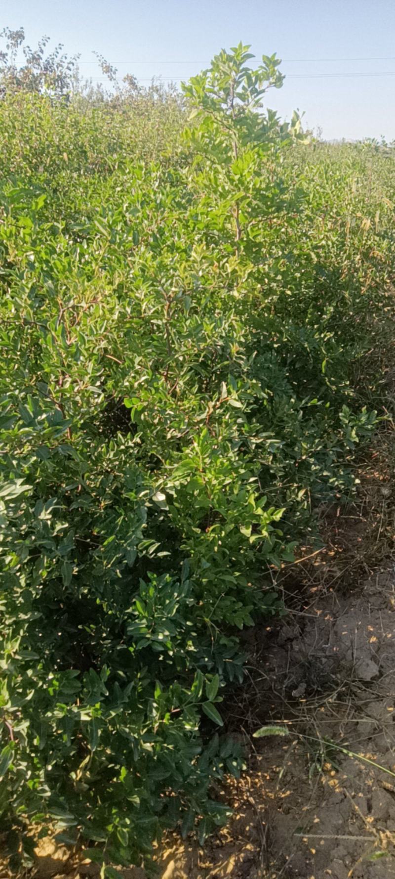 药用双仁酸枣苗，1/2/3年苗产地，山西酸枣苗