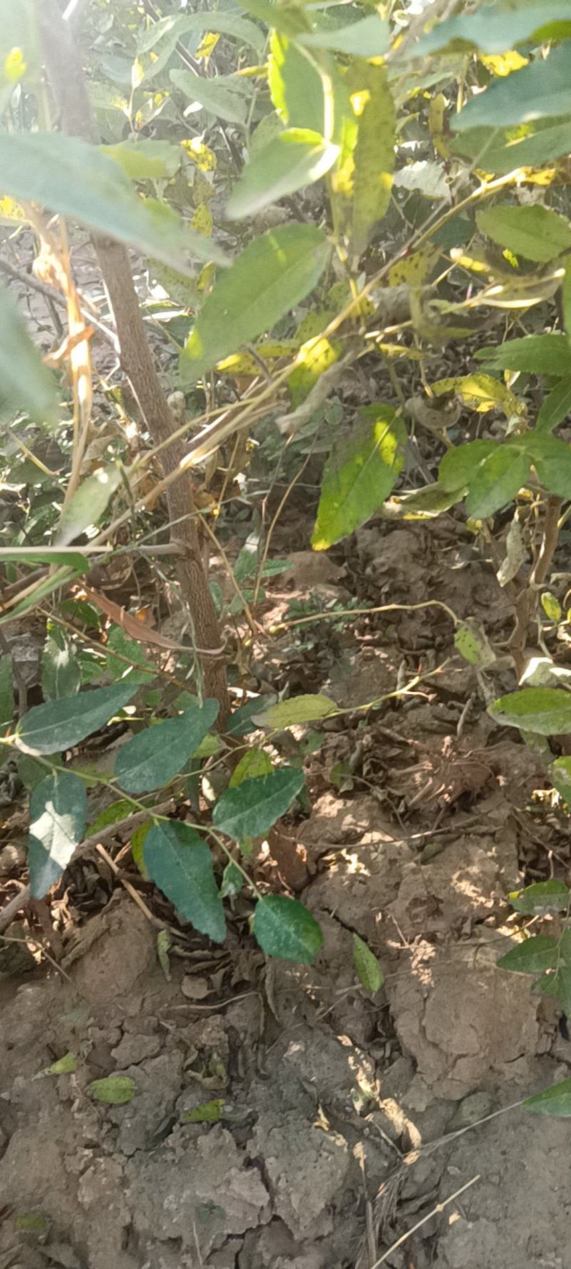 药用双仁酸枣苗，1/2/3年苗产地，山西酸枣苗