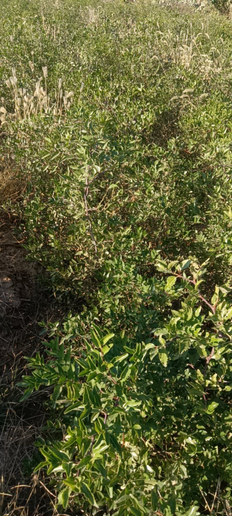 药用双仁酸枣苗，1/2/3年苗产地，山西酸枣苗