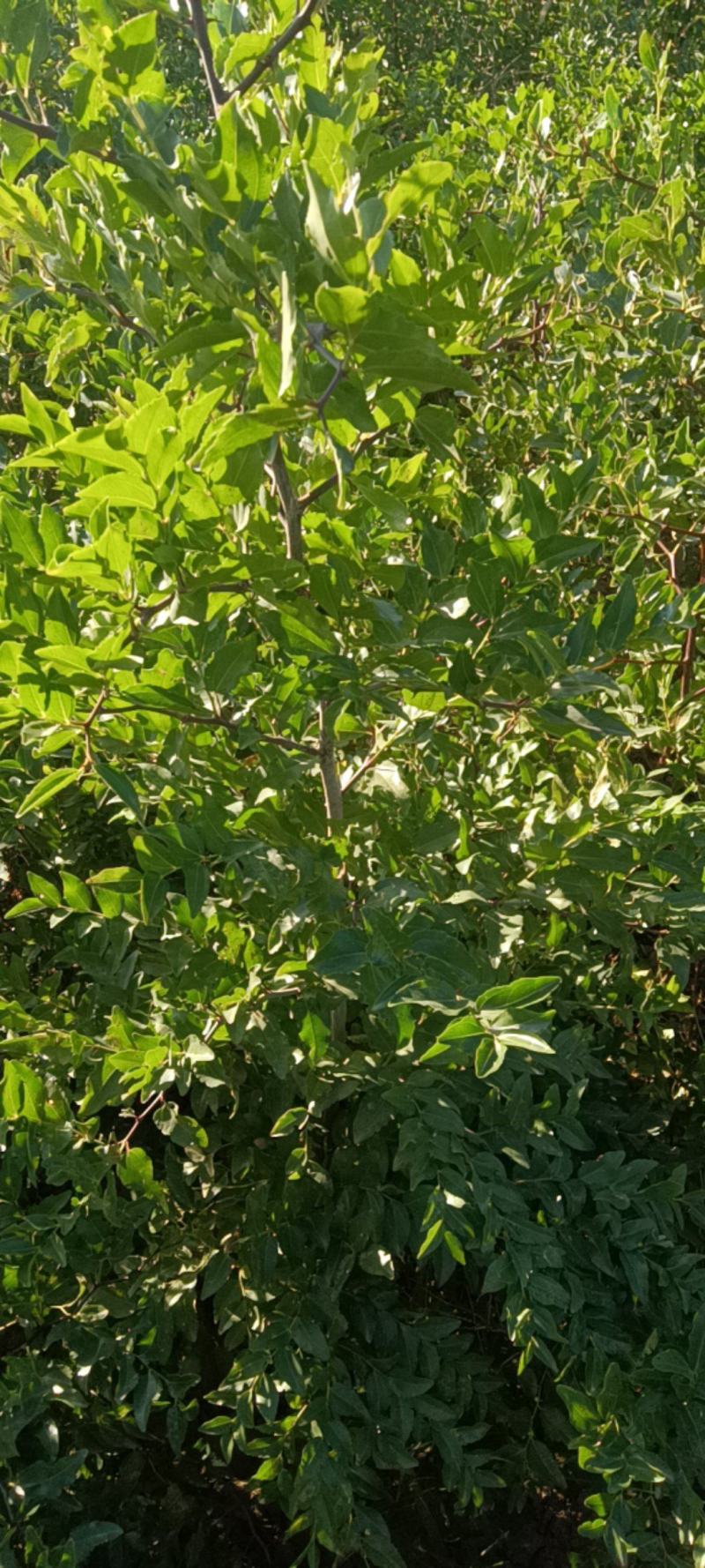 药用双仁酸枣苗，1/2/3年苗产地，山西酸枣苗