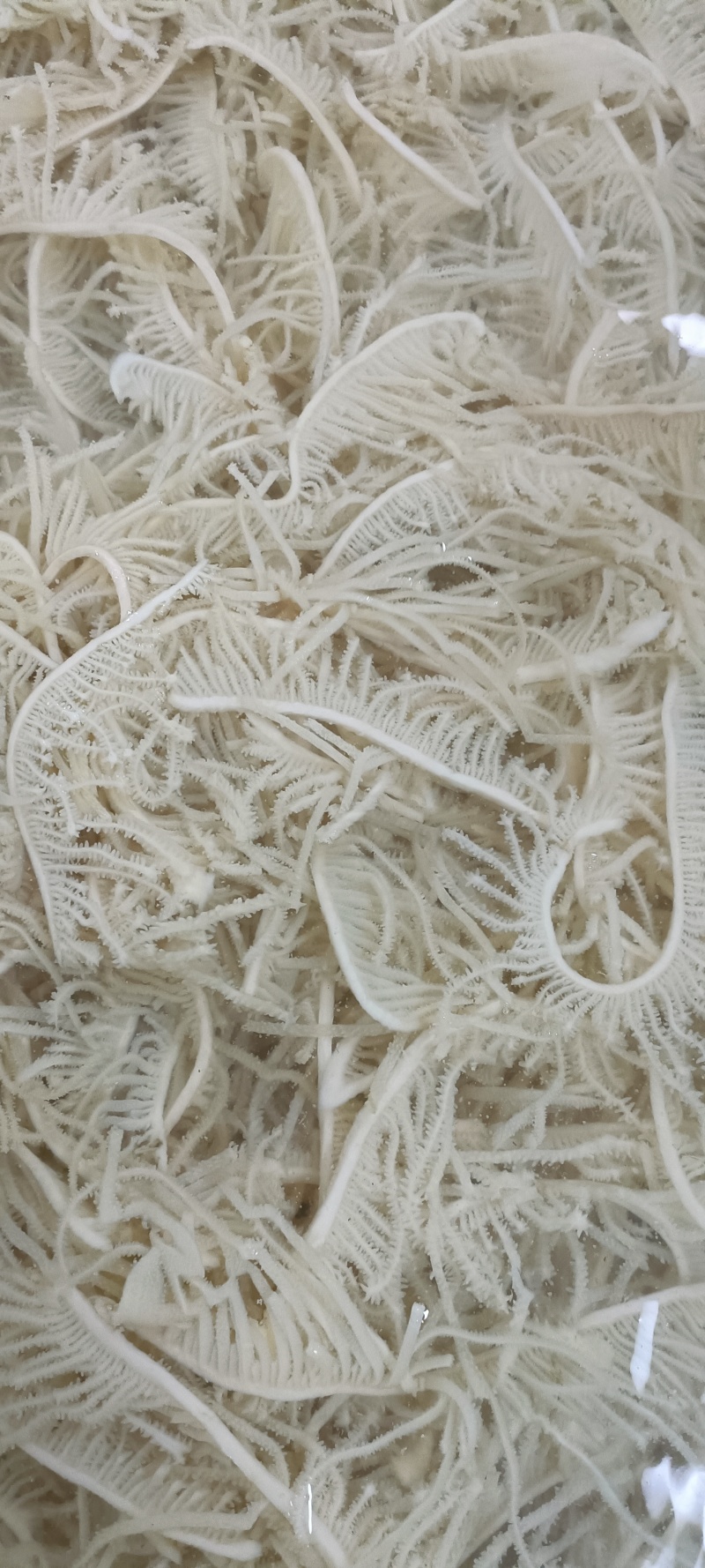 水煮百叶千层可定做品质如图