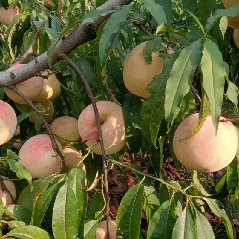 金秋红蜜鲜桃大量上市一手产地货源价格美丽可视频