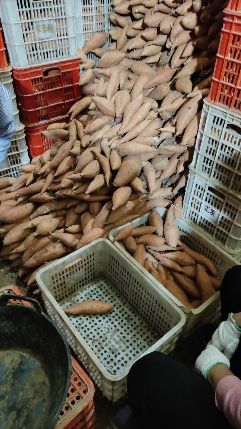 【实力】河北烟薯产地直发可视频看货对接全国一手货源