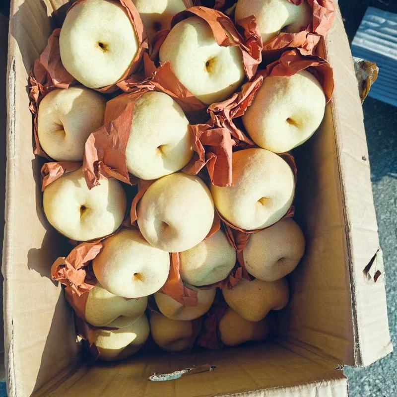 陕西蒲城酥梨、皮薄多汁、脆甜无渣货源足全国发货