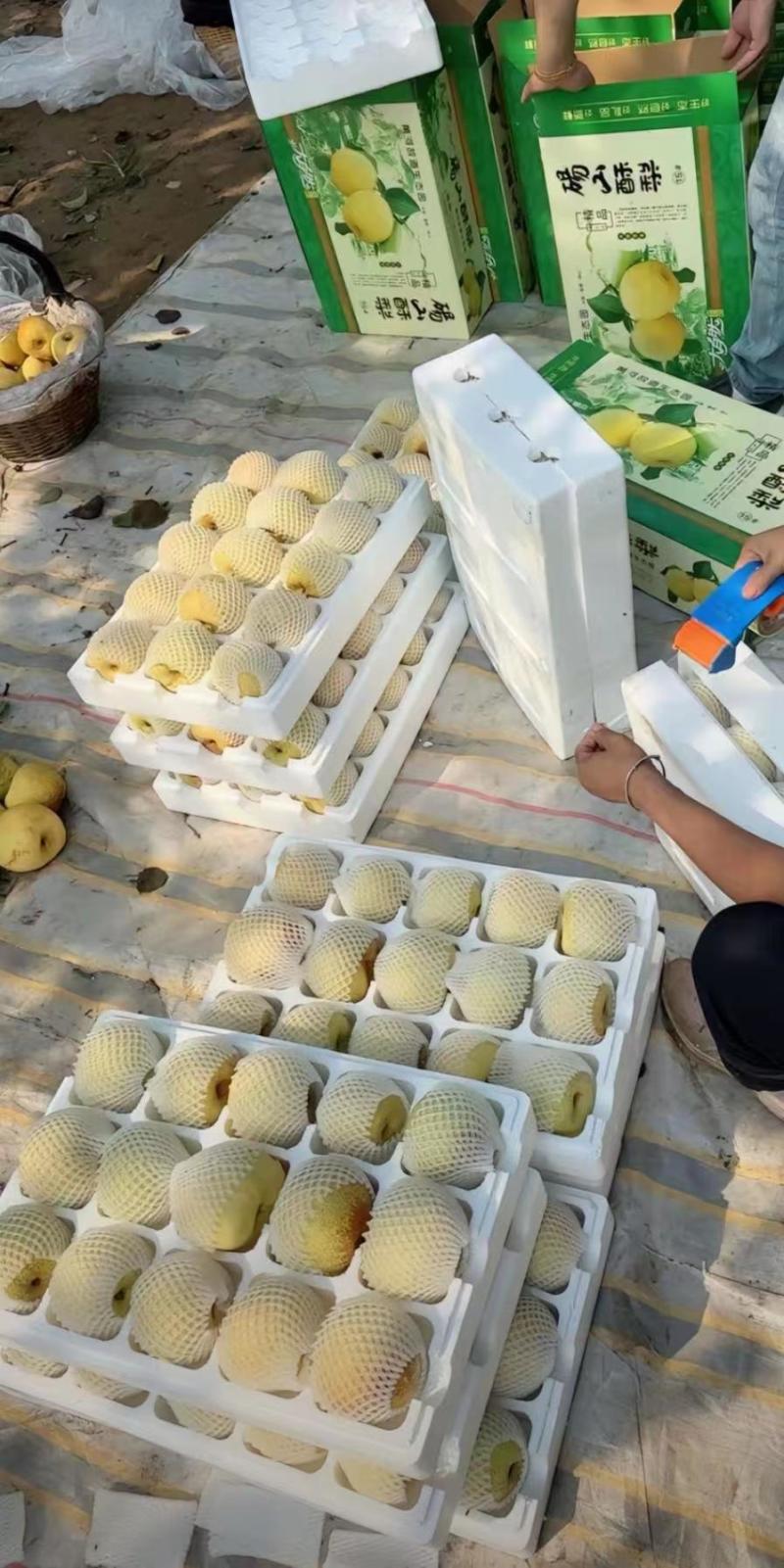 精品【酥梨】砀山酥梨品质保证个头均匀包熟包甜质优价廉