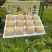 精品【酥梨】砀山酥梨品质保证个头均匀包熟包甜质优价廉