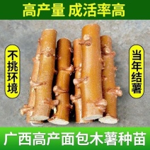 黄肉木薯种苗广西新鲜红皮白心白肉木薯茎黄心木薯可签包回收