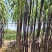 水果甘蔗基地直发价格实惠欢迎电话联系